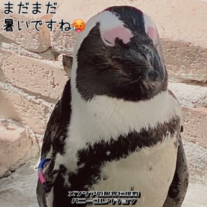 その⑤⑧　癒しをもとめて